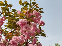 -长白岛森林公园