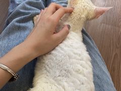 -楼上猫咖(罗湖店)