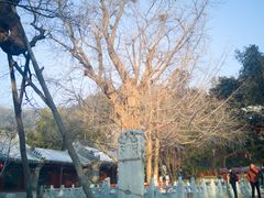 -潭柘寺景区