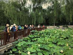 -莲花池公园