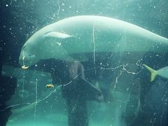 -悉尼海洋生物水族馆