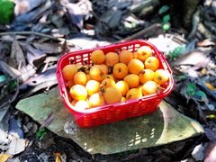 -塘栖枇杷特色园区