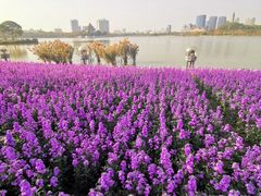 -顺峰山公园