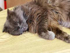 -楼上猫咖(罗湖店)