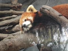 -武汉动物园