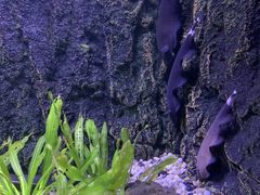 -上海海洋水族馆