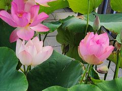 -莲花池公园