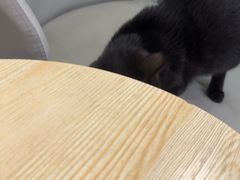 -贝利宠物医院·骨科·眼科·肿瘤转诊中心(南坪诊疗中心)