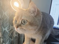 -猫大福·Fortune Cat猫舍(百子湾店)