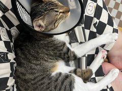 -创凡宠物医院·骨专科  猫科中心(西乡分院)