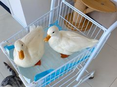 -怪兽屋·羊驼·猫咖·狗咖(俊华广场店)