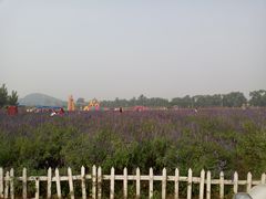 -北京东方普罗旺斯薰衣草庄园