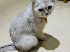 -藏猫猫咖啡主题馆(中央大道店)