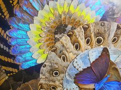 -上海昆虫博物馆