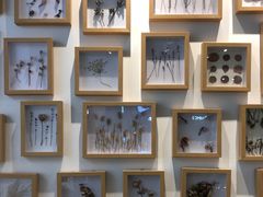 -植物学家的女儿(北马道巷店)