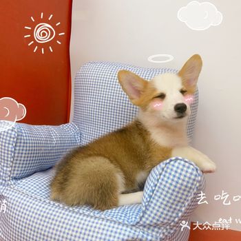撸啦啦，撸啦啦，养犬这么多好吃啊
