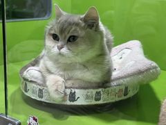 -唐小姐の猫狗洗护·购宠旗舰店(周浦万达店)