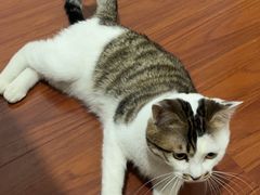 -可蒙动物医院·猫科·骨科中心(首义路店)