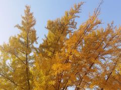 -三里屯东五街银杏大道