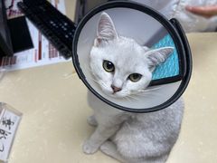 -宠颐生宠物医院外科·内科·皮肤科·影像科(石龙店)
