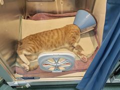 -动物缘宠物医院·骨科·猫科(西二环店)