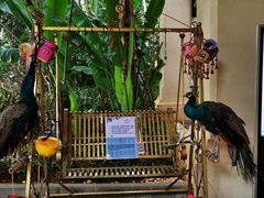 -西双版纳融创皇冠假日度假酒店