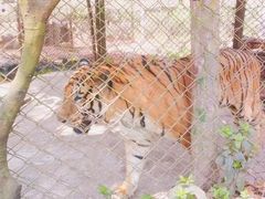 -海南热带野生动植物园