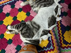 -宠福鑫康馨动物医院·骨科·眼科