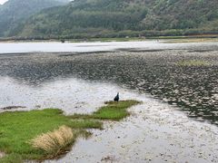 -腾冲北海湿地
