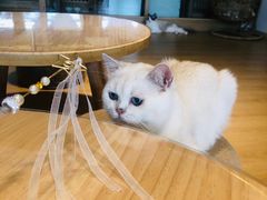 -猫腻·猫咖·撸猫馆(星光大道店)