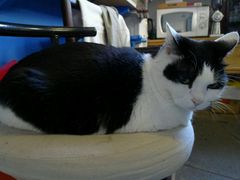 android_upload_pic-Anne猫窝咖啡屋