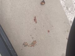 -都士牧人现烤牛肉干