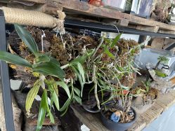 -周忆刺青原创设计定制