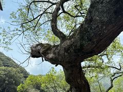 -上坦村
