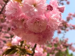 -莲花池公园