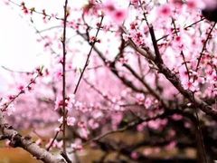 -南汇桃花村