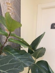 -海涛医疗美容·面部抗衰·注射美鼻