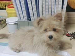 -安安宠医·安宠宠物医院