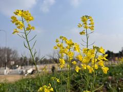 -国际非物质文化遗产博览园