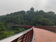 -王借岗森林公园