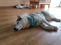 -Husky Go! 哈士奇体验馆·宠物咖啡厅狗咖