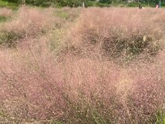 -王借岗森林公园