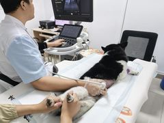 -派美特宠物医院·核磁CT·骨科肿瘤·疑难转诊(沈农禾丰店)