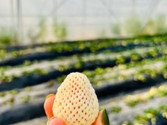 -喜杨洋草莓采摘园