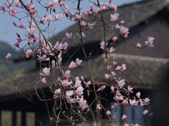-杭州植物园