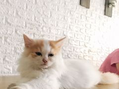 -平行世界·猫咖(首经贸店)