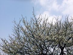 -香雪海