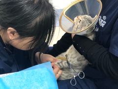 -萌兽医馆·绝育·24小时内科·宠物医院(德胜店)