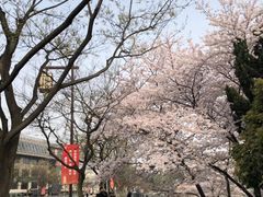 -嘉定紫藤园