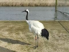 -盐城丹顶鹤湿地生态旅游区